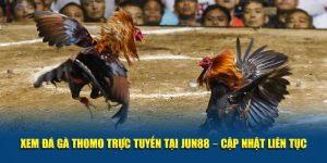 Xem đá gà trực tiếp tại Jun88
