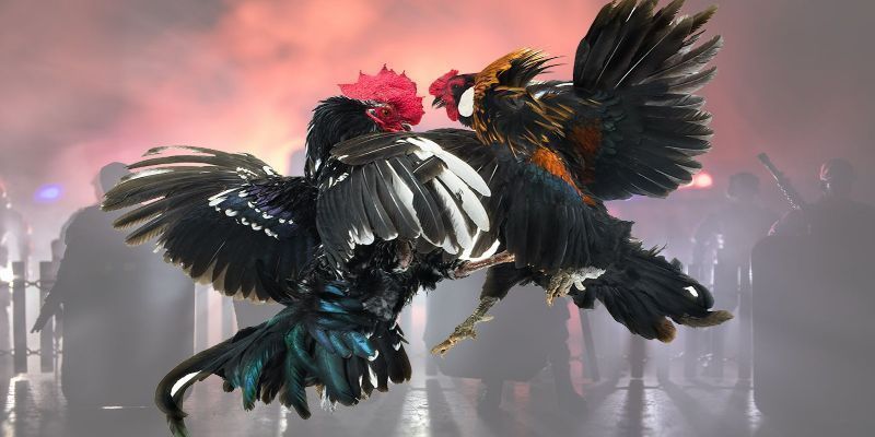 Các dòng kèo cược đá gà